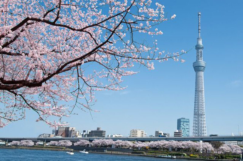 The tallest tower in Japan – Tokyo Skytree, Sumida