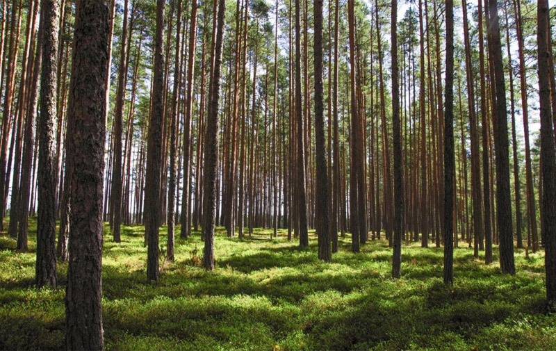 Forest land is a type of real estate that does not require construction investment