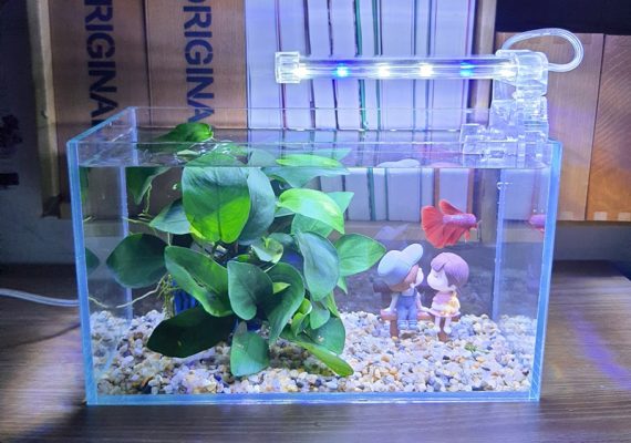 15+ Mẫu Bể Cá Cảnh Mini Để Bàn Làm Việc Đẹp, Hợp Phong Thủy