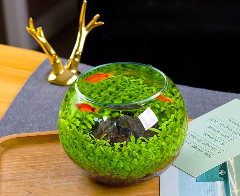 15+ Mẫu Bể Cá Cảnh Mini Để Bàn Làm Việc Đẹp, Hợp Phong Thủy