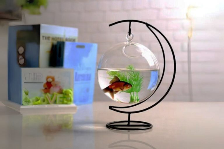 15+ Mẫu Bể Cá Cảnh Mini Để Bàn Làm Việc Đẹp, Hợp Phong Thủy