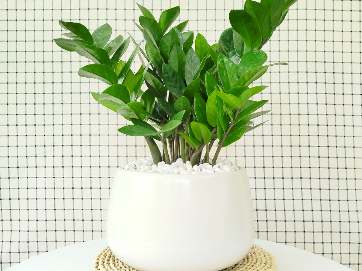 Cây Kim Tiền hợp mệnh Hỏa, tượng trưng cho tài lộc