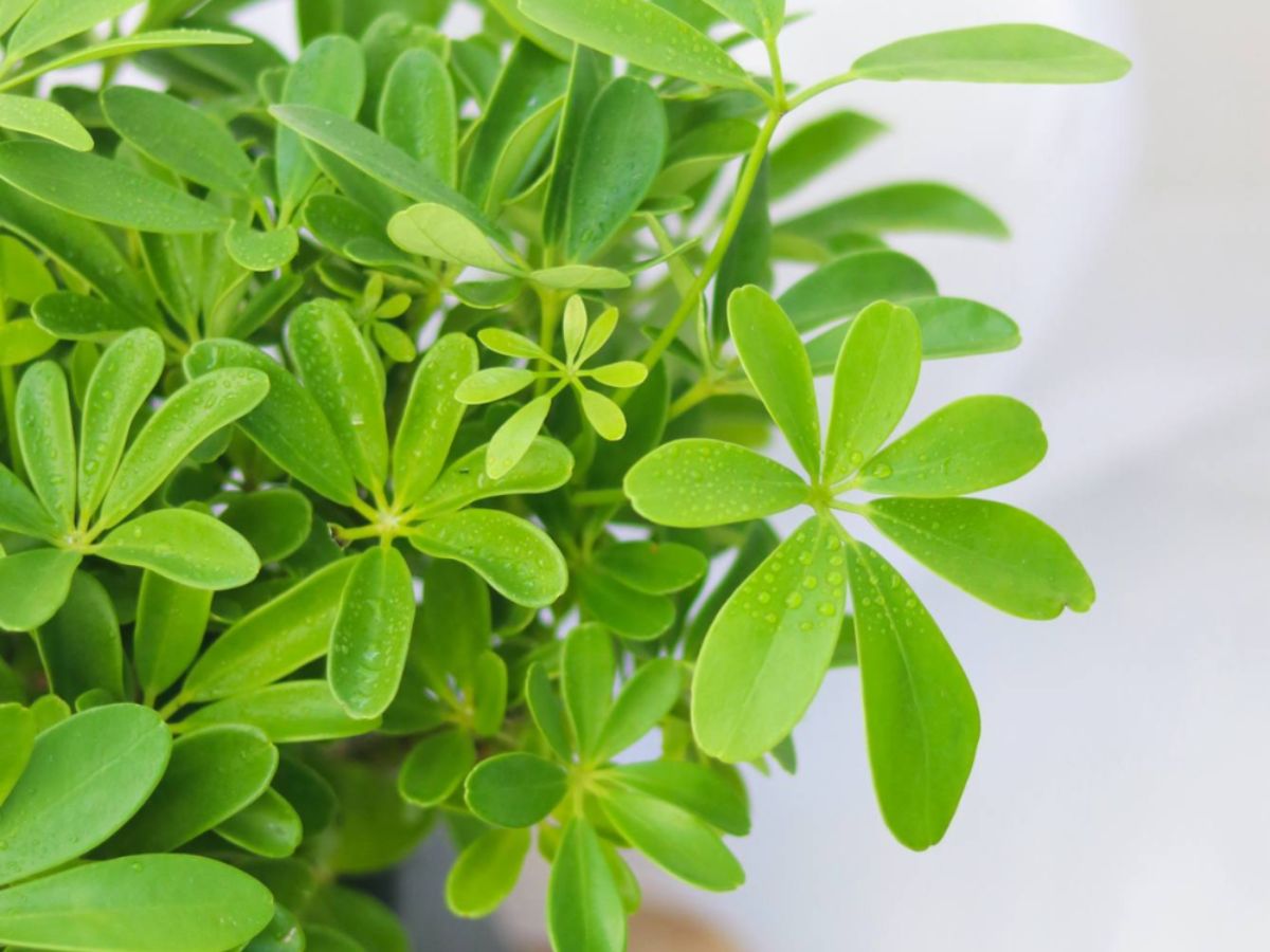 Cây Ngũ Gia Bì xanh mang lại cân bằng và năng lượng