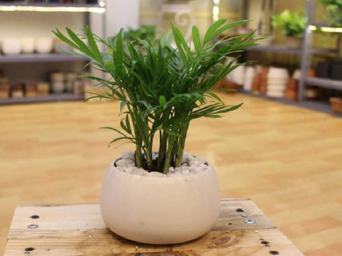 Cây Cau Tiểu Trâm giúp mệnh Hỏa xua tà khí, hút vượng khí tốt