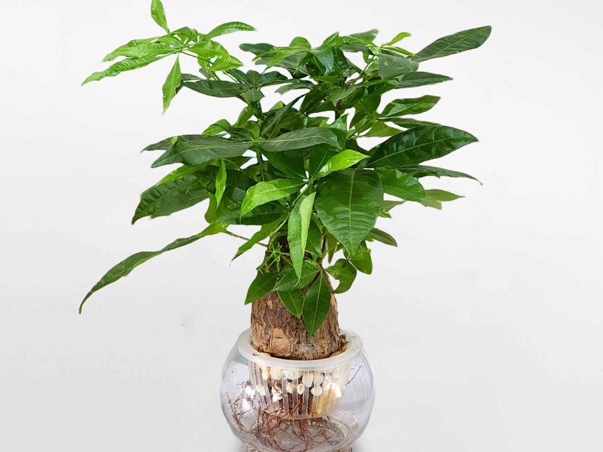 Cây Kim Ngân hợp mệnh Hỏa, mang lại tài lộc