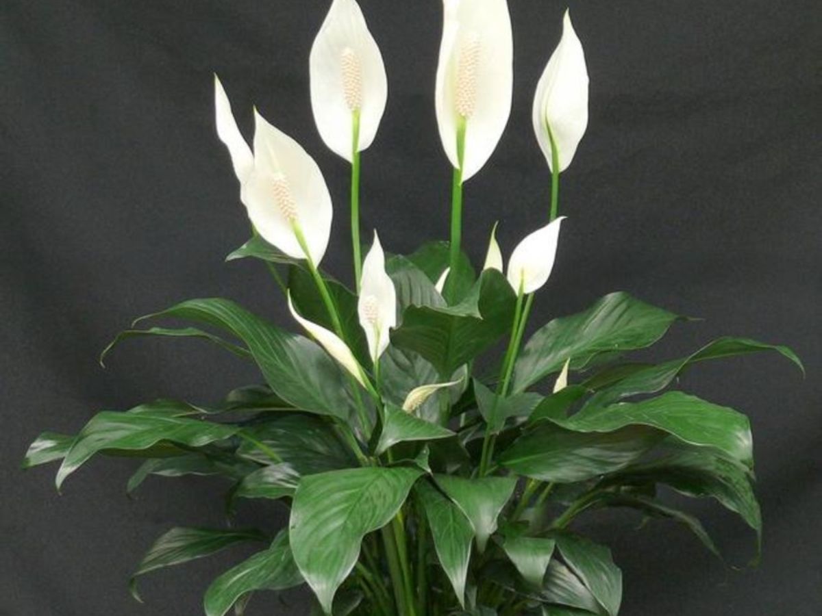 Cây Lan Ý có hoa trắng thuộc hành Kim dễ làm giảm năng lượng