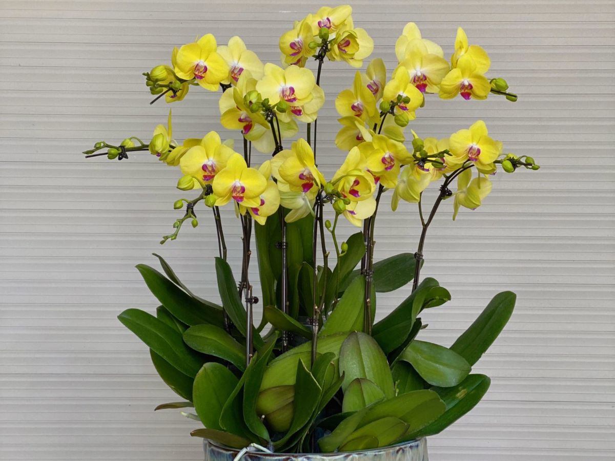 Lan Hồ Điệp hoa vàng thuộc hành Thổ, khiến Hỏa suy yếu mạnh