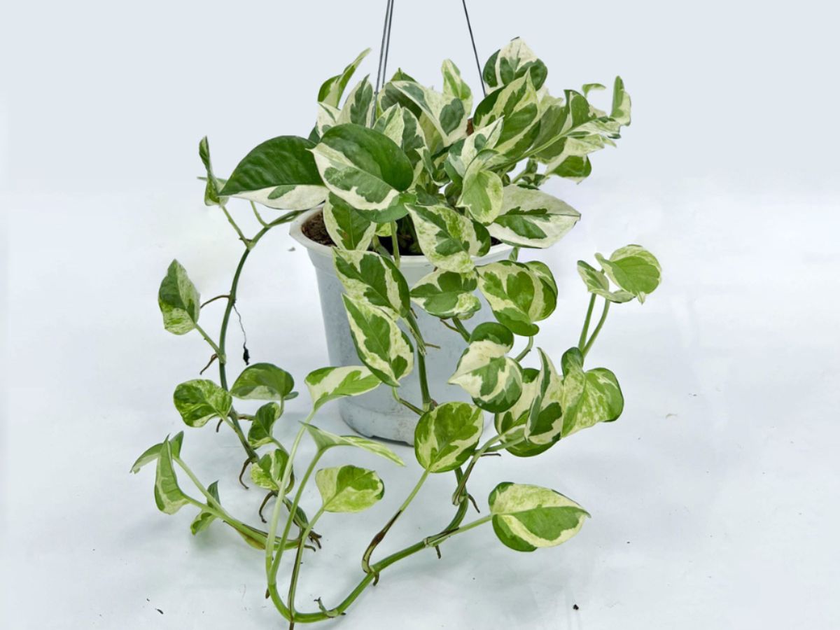 Trầu Bà Cẩm Thạch có nhiều sắc trắng, dễ kìm hãm vận