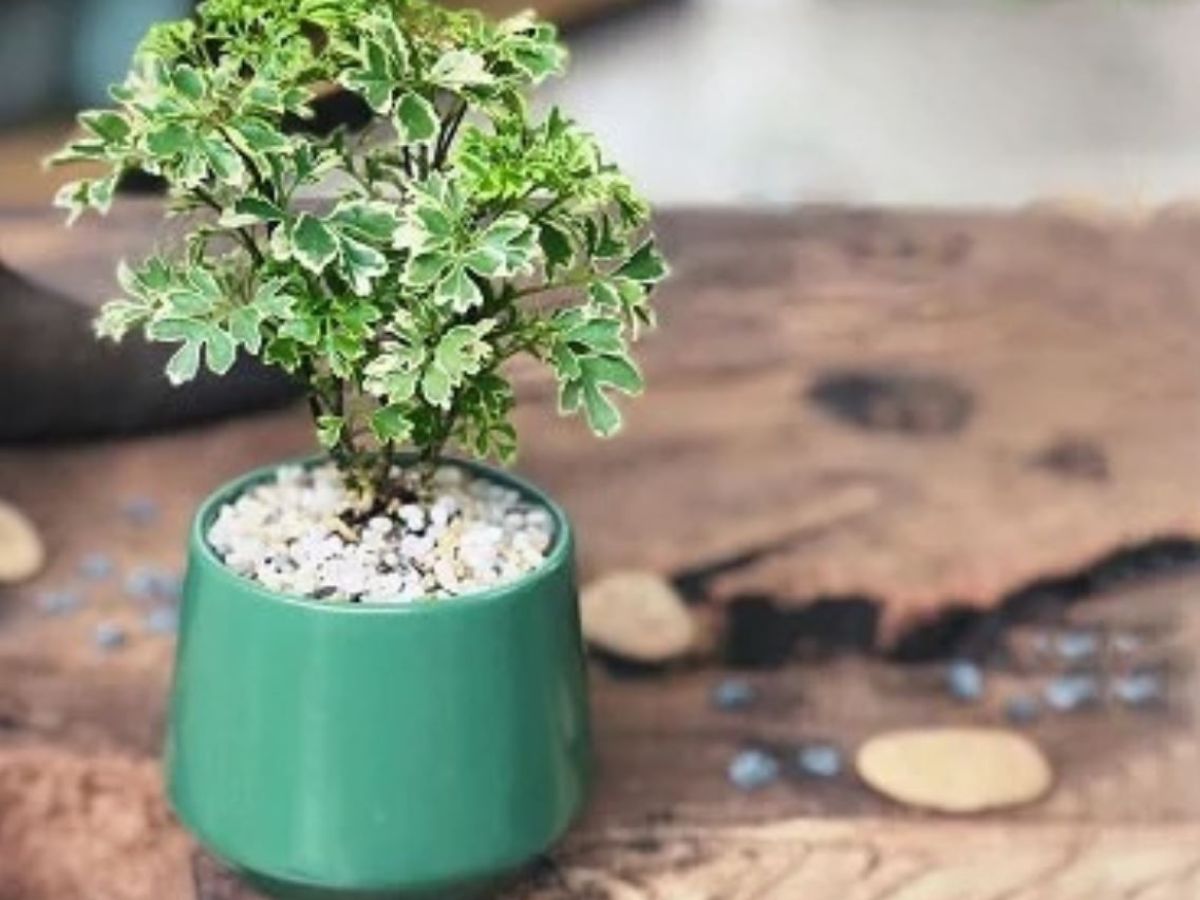 Đinh Lăng Cẩm Thạch lá đốm trắng thuộc hành Kim, khắc mệnh hỏa