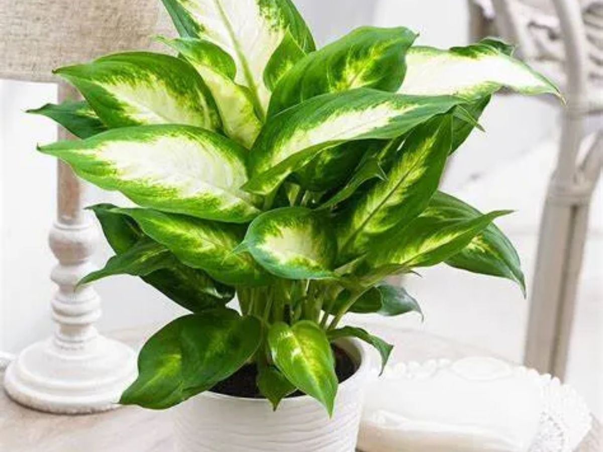 Cây Ngọc Ngân mang năng lượng hành Kim dễ cản trở tài lộc