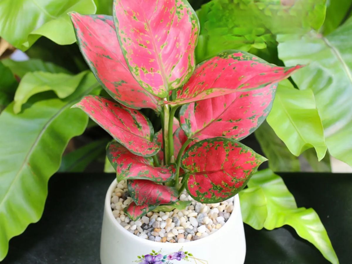 Cây Vạn Lộc hợp mệnh Hỏa, tượng trưng cho thịnh vượng