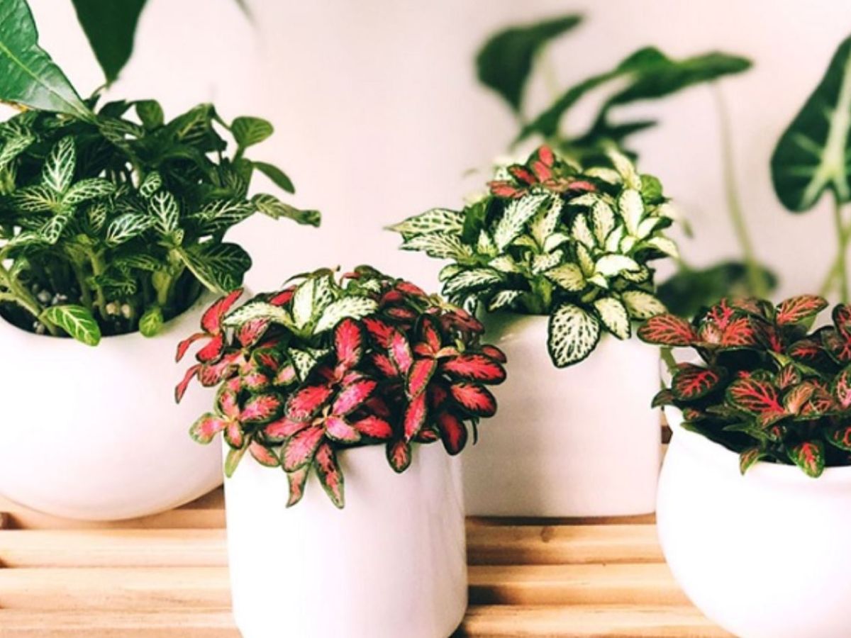 Cây Cẩm Nhung đỏ mang năng lượng tích cực cho mệnh Hỏa