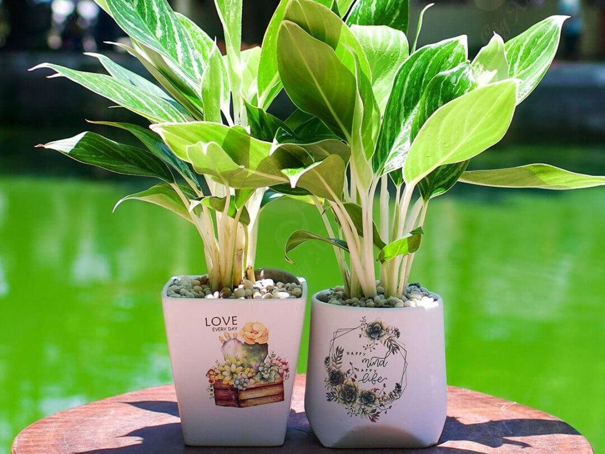 Cây Bạch Mã Hoàng Tử mang lại may mắn và thăng tiến