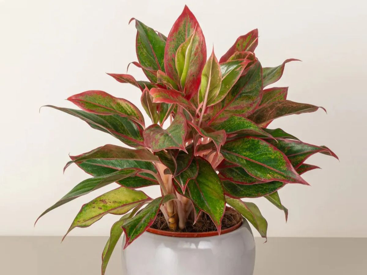 Cây Phú Quý hợp mệnh Hỏa biểu tượng cho tài lộc