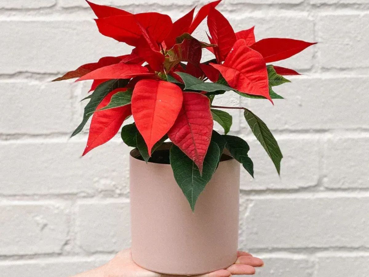 Cây Trạng Nguyên giúp người mệnh Hỏa gặp may trong học tập và công danh sự nghiệp