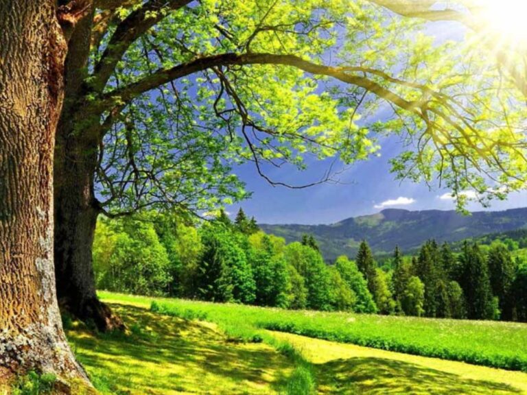 Mệnh Mộc hợp màu gì để tăng năng lượng tích cực & vượng khí