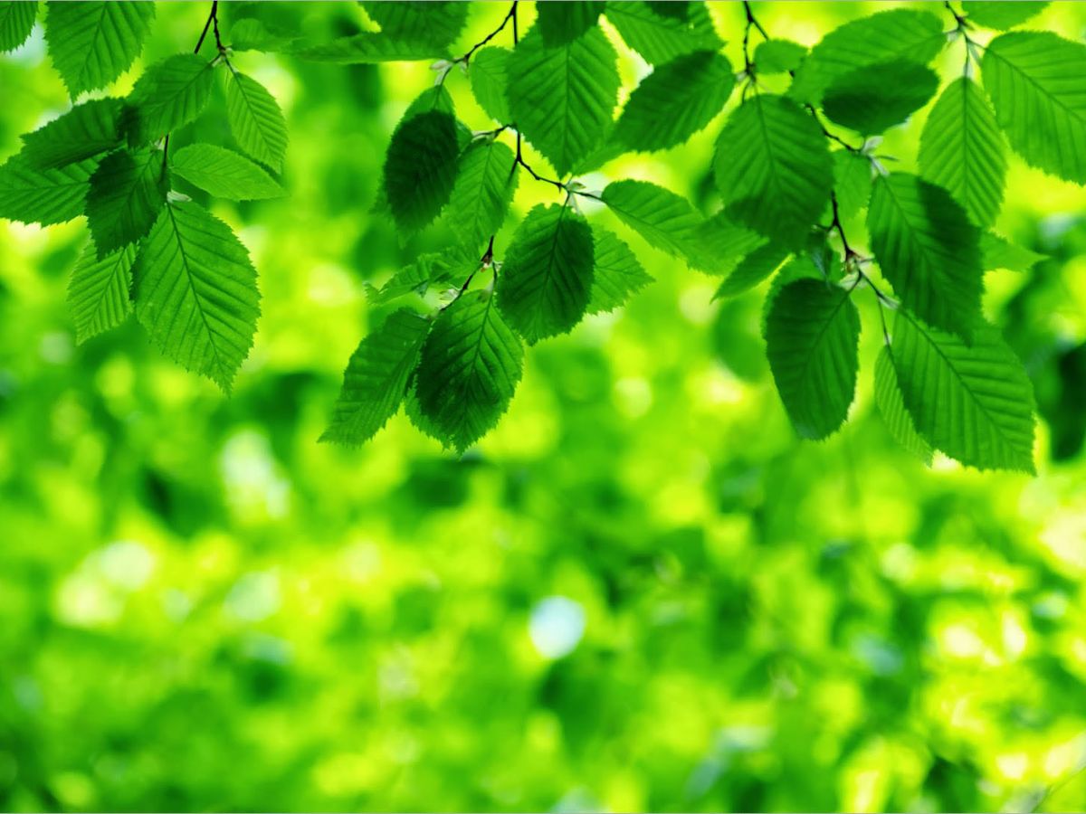 Màu đại diện cho hành Mộc, mang lại sinh khí