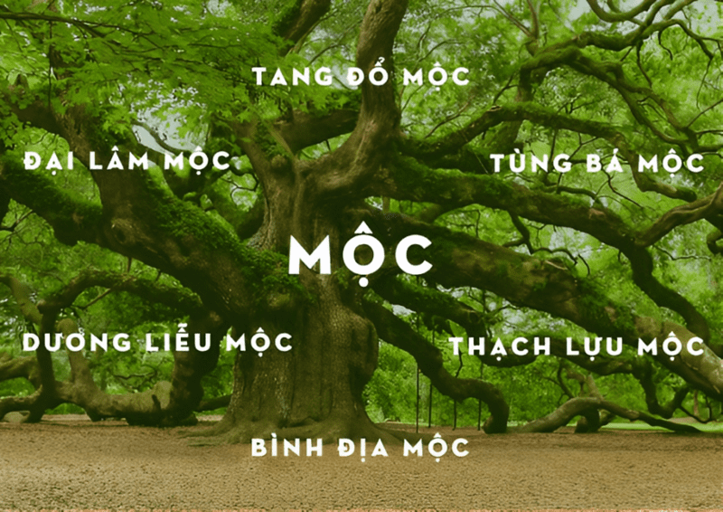 Tổng quan phong thủy người mệnh Mộc 