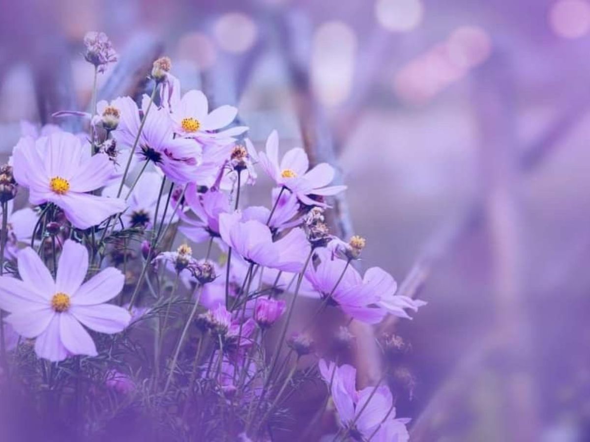 Minh họa sắc tím mang năng lượng không phù hợp mệnh kim