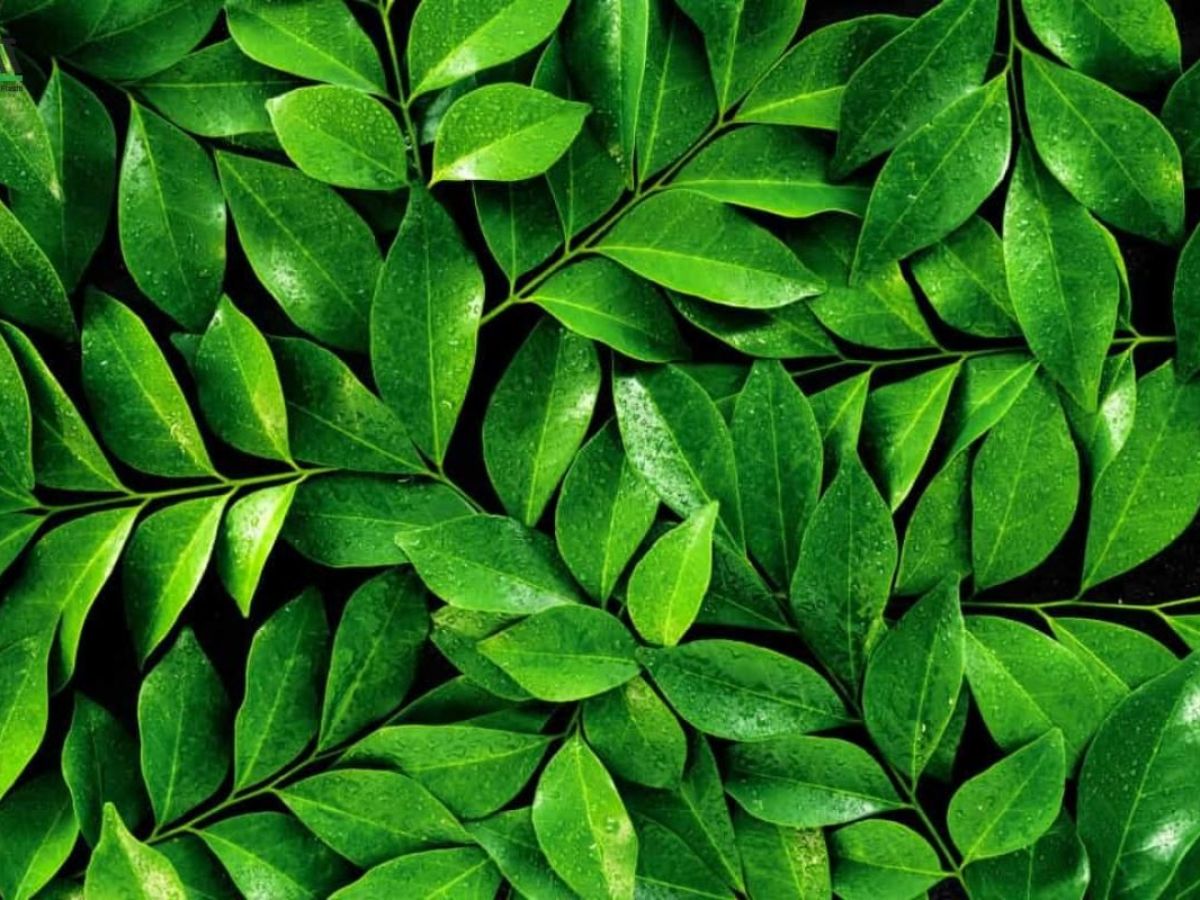 Xanh lá cây là màu tương sinh giúp người mệnh Hỏa