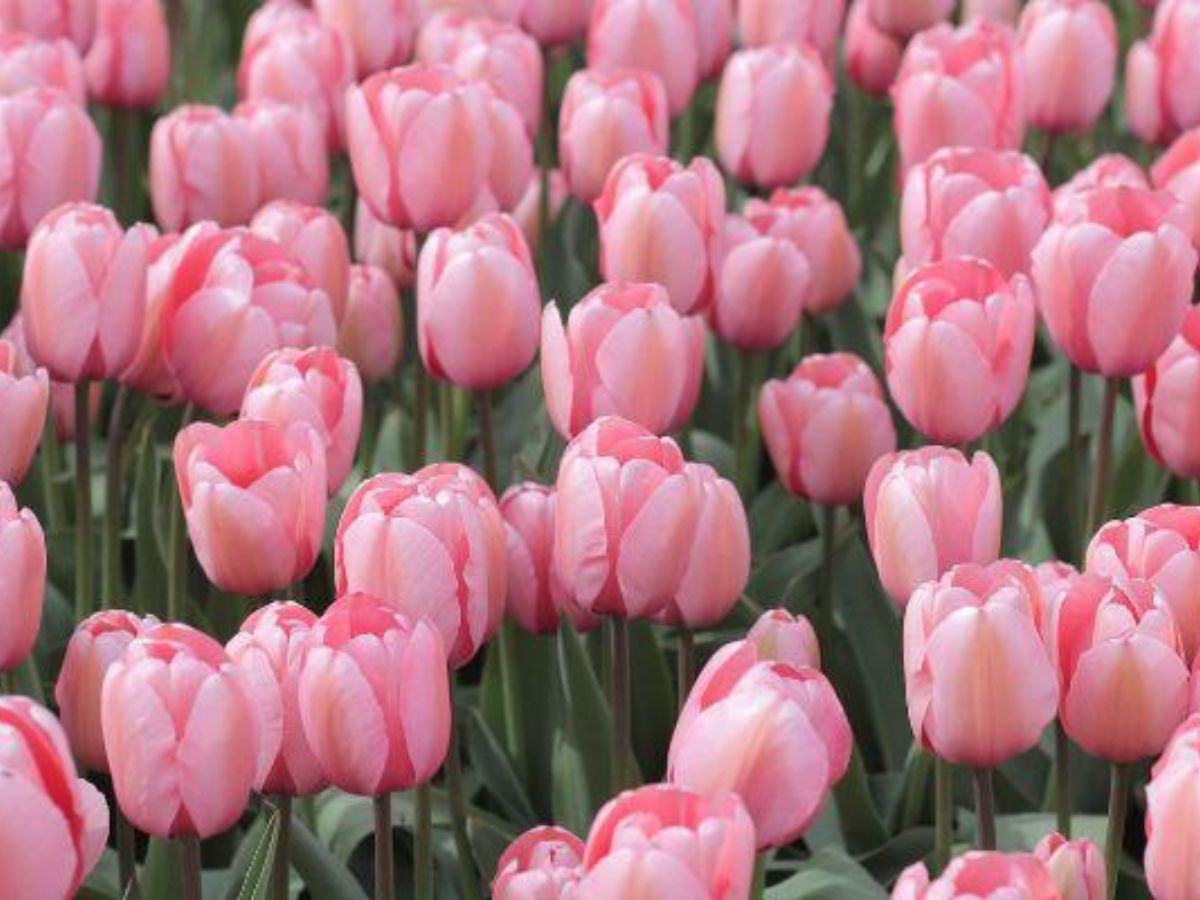 Màu hồng dịu dàng giúp người mệnh Hỏa lan tỏa năng lượng