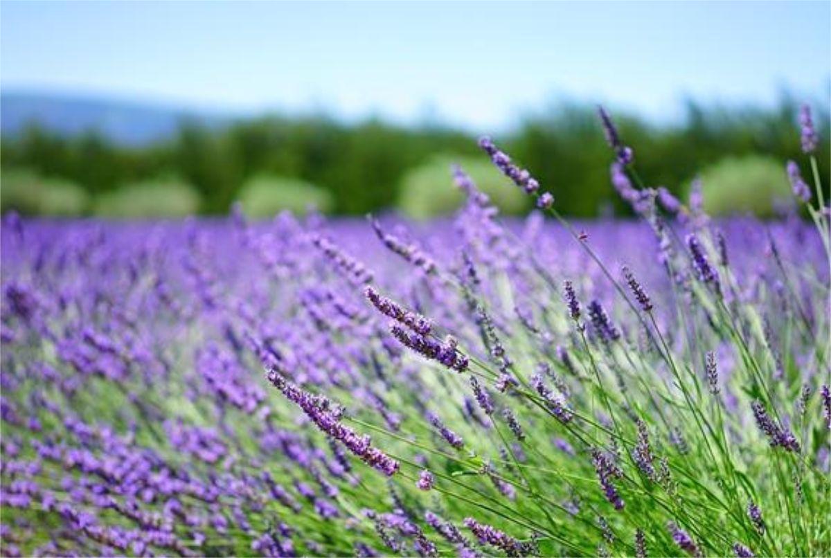 Màu tím cân bằng cảm xúc, thể hiện quyền lực và sáng tạo