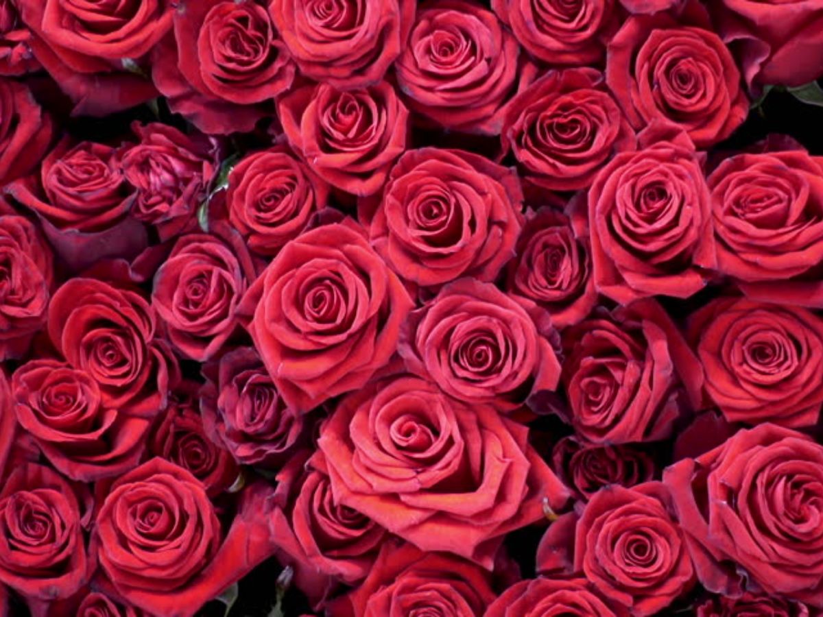 Màu đỏ kích hoạt năng lượng và thu hút may mắn cho người mệnh hỏa