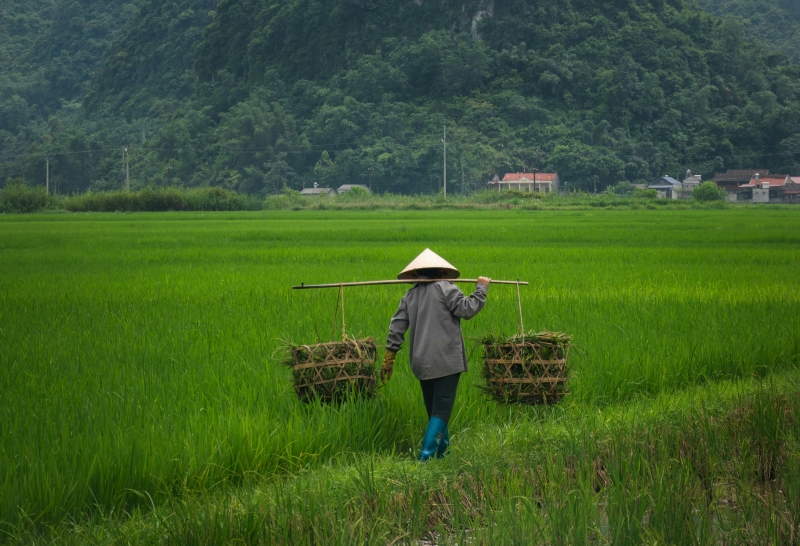 Nông nghiệp là ngành kinh tế chính ở Lạng Sơn