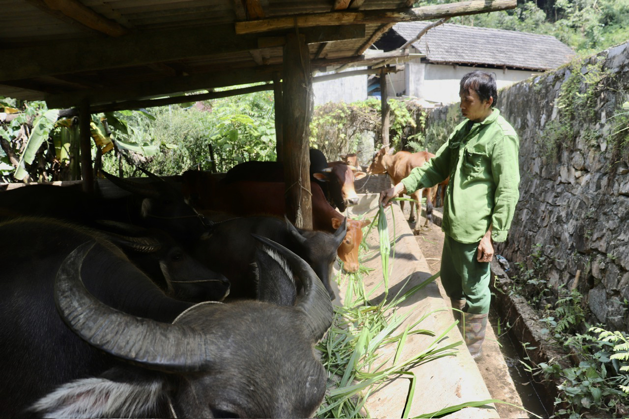 Người dân Bắc Kạn chăn nuôi để thoát nghèo